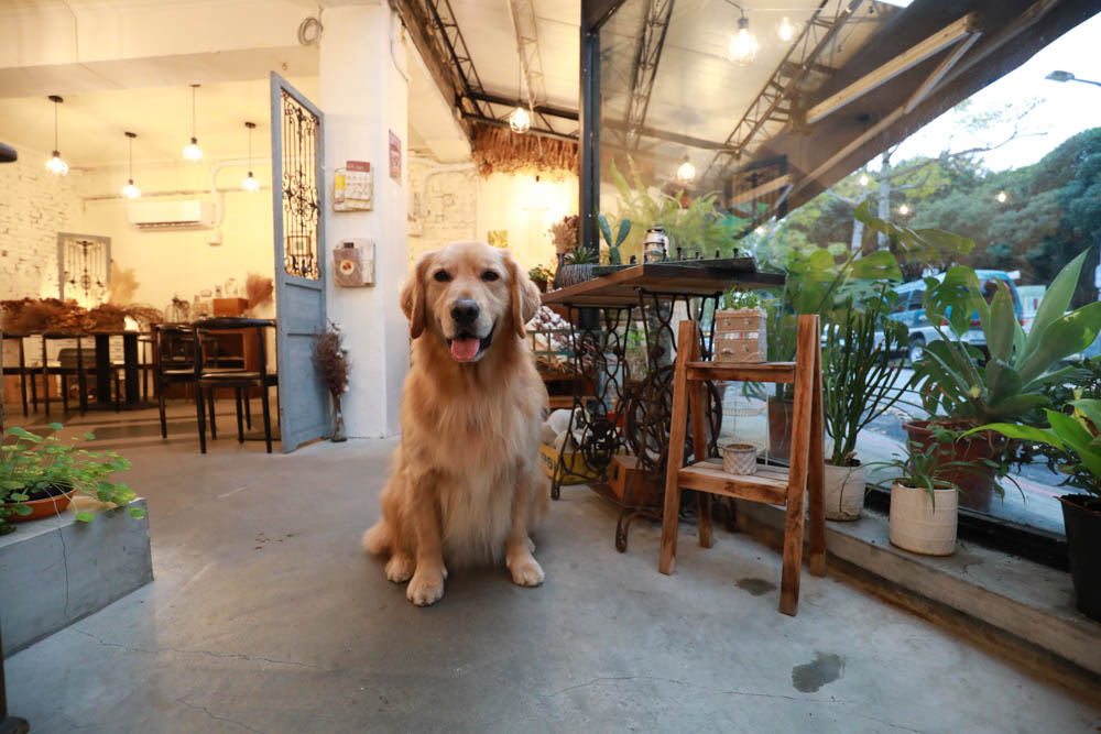 台北大直美食|野草咖啡Green room Cafe。台北寵物友善餐廳、森林系玻璃屋咖啡廳、實踐大學旁 - 第1張圖 台北大直美食|野草咖啡Green room Cafe。台北寵物友善餐廳、森林系玻璃屋咖啡廳、實踐大學旁