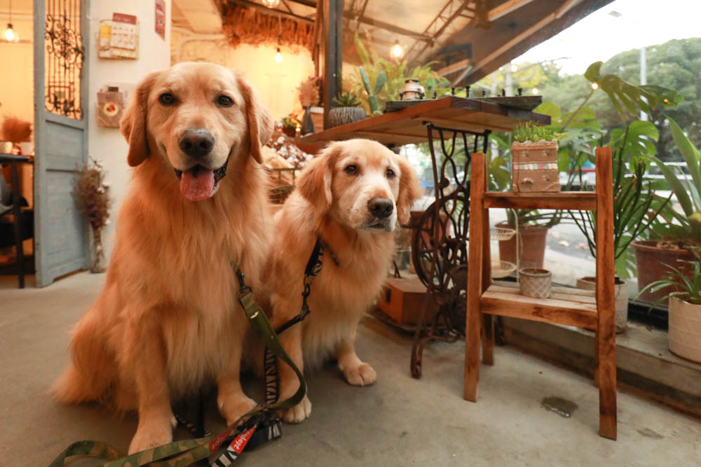 台北大直美食|野草咖啡Green room Cafe。台北寵物友善餐廳、森林系玻璃屋咖啡廳、實踐大學旁 - 第10張圖 台北大直美食|野草咖啡Green room Cafe。台北寵物友善餐廳、森林系玻璃屋咖啡廳、實踐大學旁