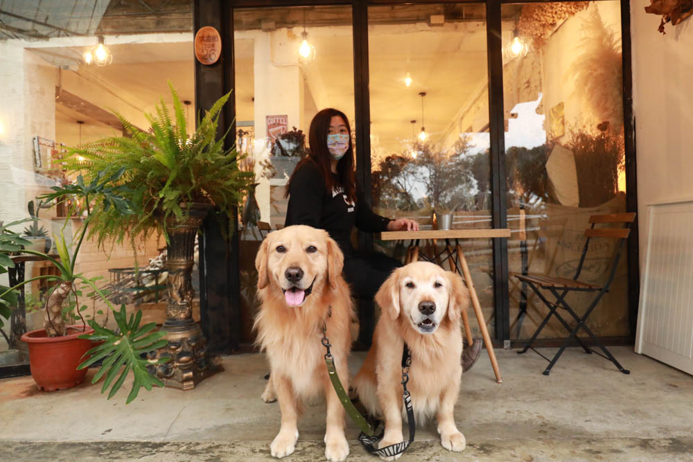 台北大直美食|野草咖啡Green room Cafe。台北寵物友善餐廳、森林系玻璃屋咖啡廳、實踐大學旁 - 第27張圖 台北大直美食|野草咖啡Green room Cafe。台北寵物友善餐廳、森林系玻璃屋咖啡廳、實踐大學旁