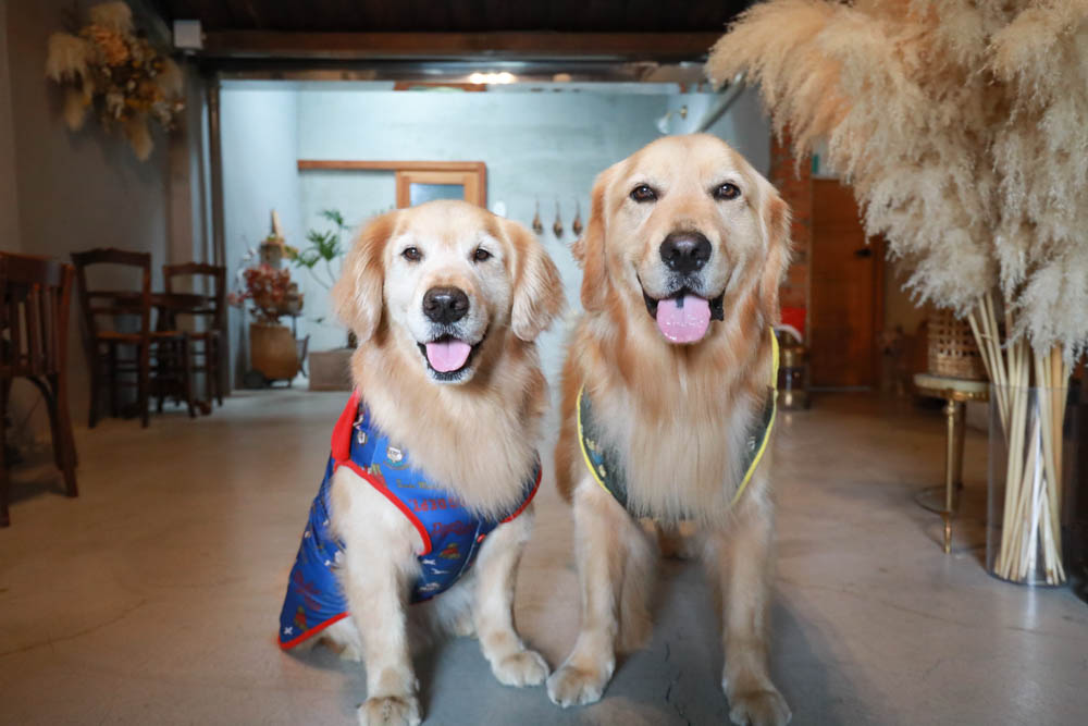 墾丁恆春美食｜野餐Picnic。寵物友善餐廳、 墾丁野餐道具租借、野餐餐點預訂體驗、老宅文青咖啡廳