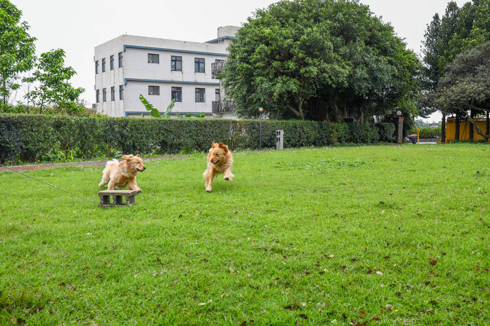 淡水景觀咖啡廳｜錘子咖啡烘焙坊Twi A Coffee Roasters、鄰近三芝北海岸、秘境別墅寬敞絕美庭院、職人手沖咖啡、寵物友善餐廳