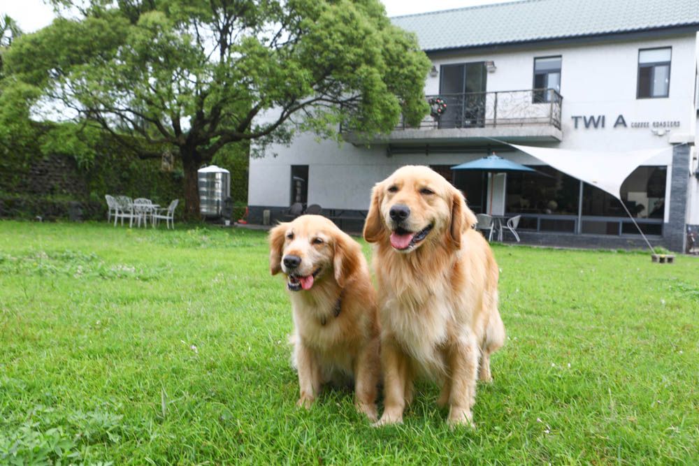 淡水景觀咖啡廳｜錘子咖啡烘焙坊Twi A Coffee Roasters、鄰近三芝北海岸、秘境別墅寬敞絕美庭院、職人手沖咖啡、寵物友善餐廳