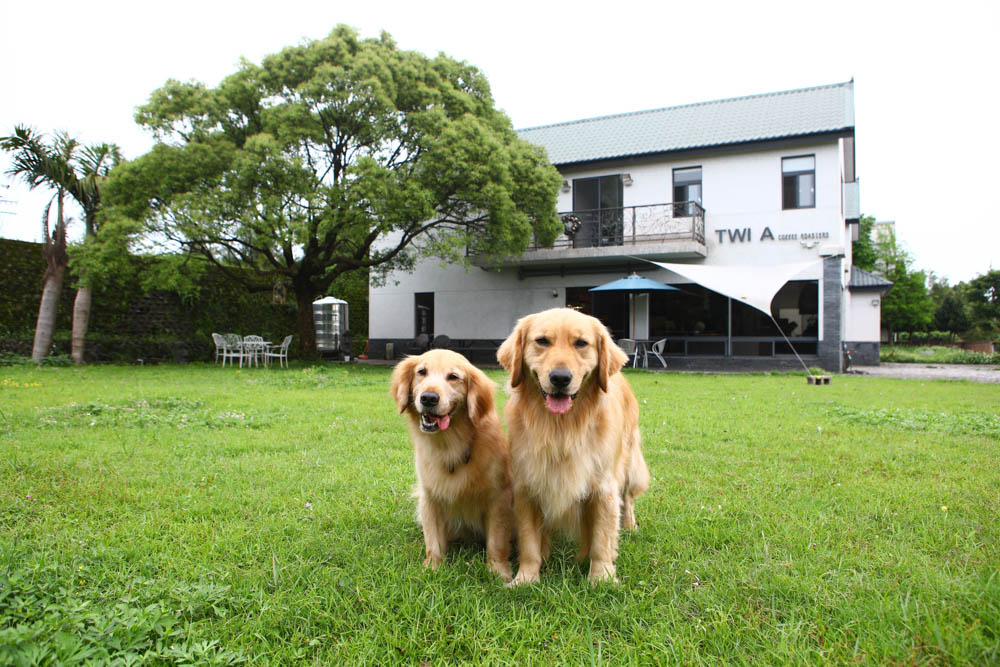 淡水景觀咖啡廳｜錘子咖啡烘焙坊Twi A Coffee Roasters、鄰近三芝北海岸、秘境別墅寬敞絕美庭院、職人手沖咖啡、寵物友善餐廳
