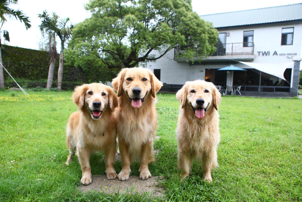 淡水景觀咖啡廳｜錘子咖啡烘焙坊Twi A Coffee Roasters、鄰近三芝北海岸、秘境別墅寬敞絕美庭院、職人手沖咖啡、寵物友善餐廳