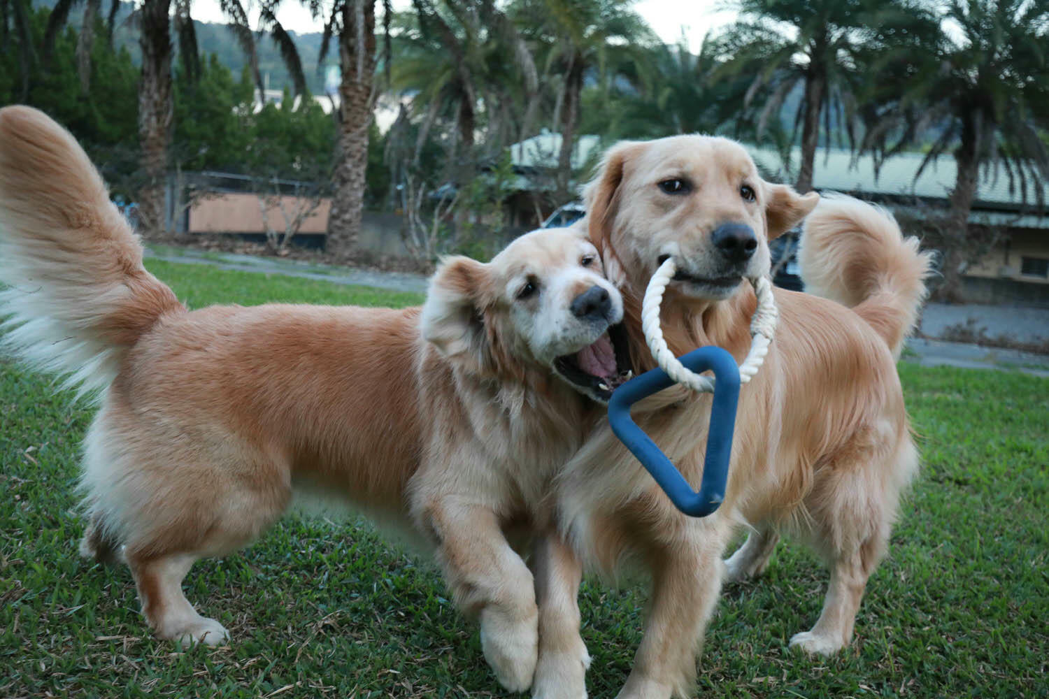 南投日月潭民宿｜雁寓雅緻行館。大草皮、星級飯店的住宿品質、距離日月潭10分鐘車程（禁止開放寵物）