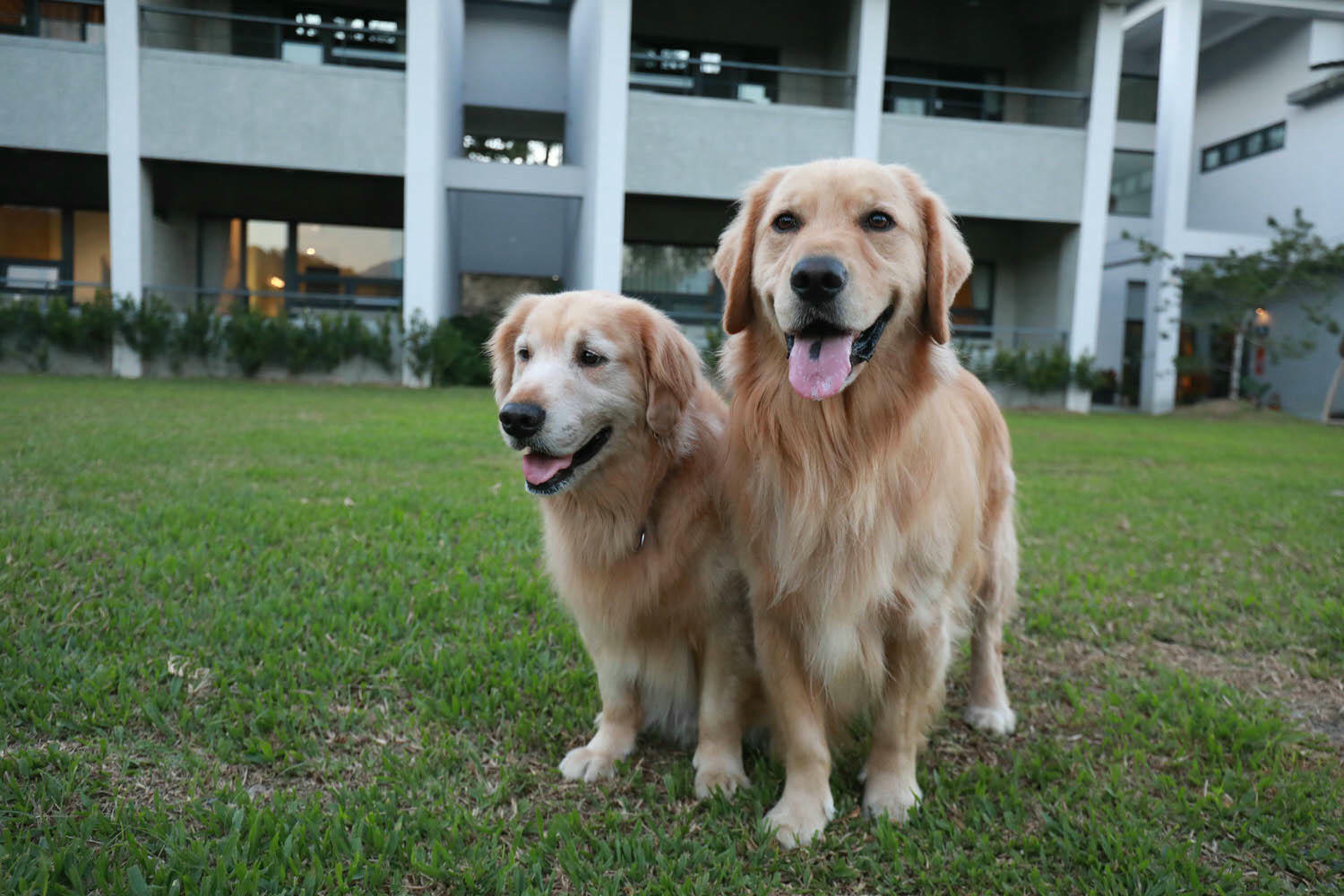 南投日月潭民宿|雁寓雅緻行館。大草皮、星級飯店的住宿品質、距離日月潭10分鐘車程(禁止開放寵物) - 第10張圖 南投日月潭民宿|雁寓雅緻行館。大草皮、星級飯店的住宿品質、距離日月潭10分鐘車程(禁止開放寵物)