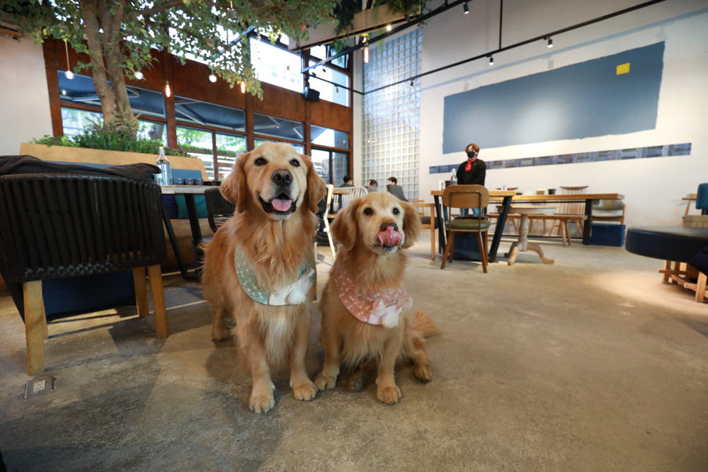 台北內湖美食｜GUMGUM NOT ONLY BEER & WINGS 雞翅啤酒吧。寵物友善餐廳、森林系玻璃屋餐酒館