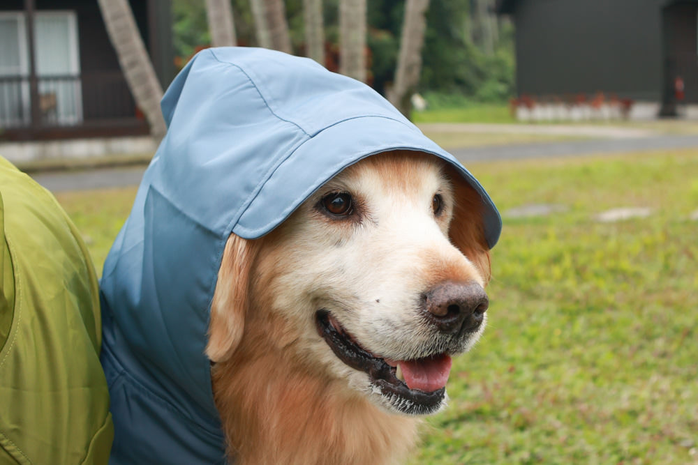 毛孩群島選品電商首推｜可調節防潑水魔術氈雨衣。讓你的毛孩時髦出行、方便快速穿脫、雨天出門保持乾淨清爽