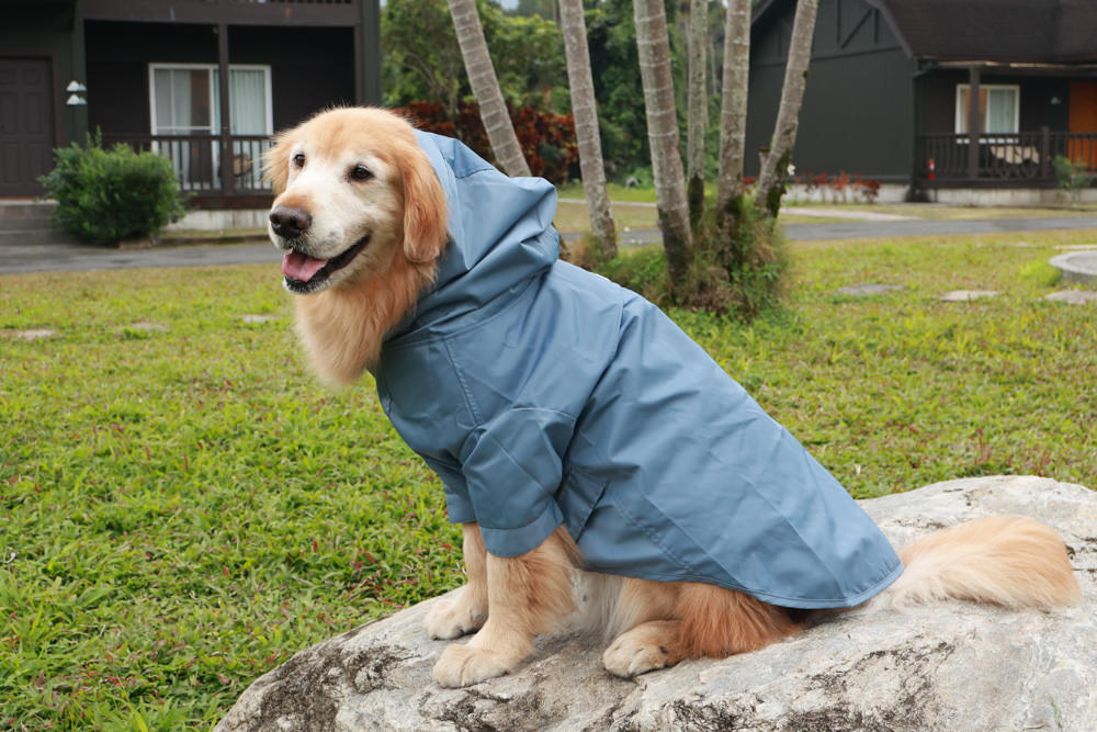 毛孩群島選品電商首推｜可調節防潑水魔術氈雨衣。讓你的毛孩時髦出行、方便快速穿脫、雨天出門保持乾淨清爽