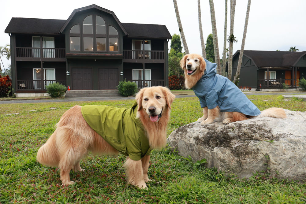 毛孩群島選品電商首推｜可調節防潑水魔術氈雨衣。讓你的毛孩時髦出行、方便快速穿脫、雨天出門保持乾淨清爽