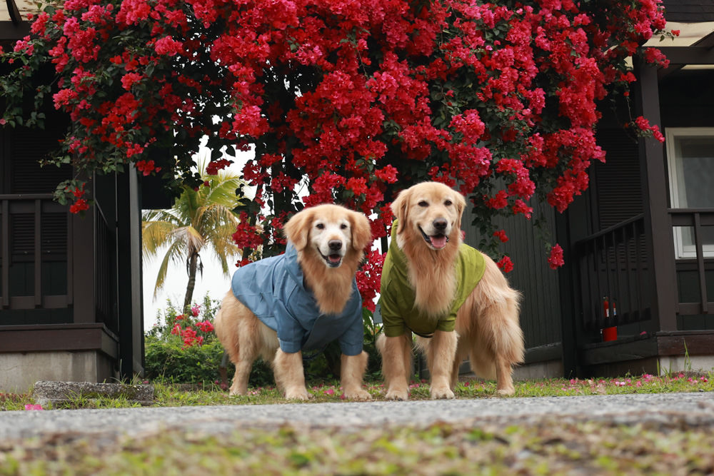 毛孩群島選品電商首推｜可調節防潑水魔術氈雨衣。讓你的毛孩時髦出行、方便快速穿脫、雨天出門保持乾淨清爽