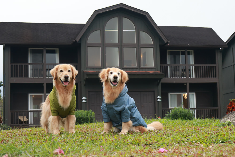 毛孩群島選品電商首推｜可調節防潑水魔術氈雨衣。讓你的毛孩時髦出行、方便快速穿脫、雨天出門保持乾淨清爽