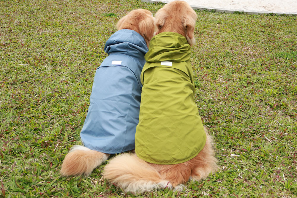 毛孩群島選品電商首推｜可調節防潑水魔術氈雨衣。讓你的毛孩時髦出行、方便快速穿脫、雨天出門保持乾淨清爽