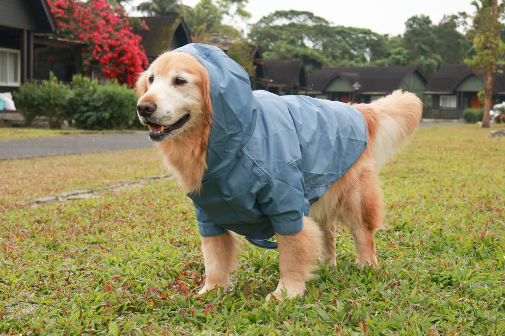 毛孩群島選品電商首推｜可調節防潑水魔術氈雨衣。讓你的毛孩時髦出行、方便快速穿脫、雨天出門保持乾淨清爽