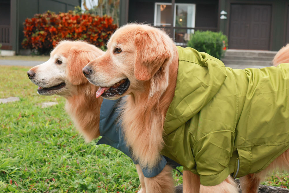 毛孩群島選品電商首推｜可調節防潑水魔術氈雨衣。讓你的毛孩時髦出行、方便快速穿脫、雨天出門保持乾淨清爽