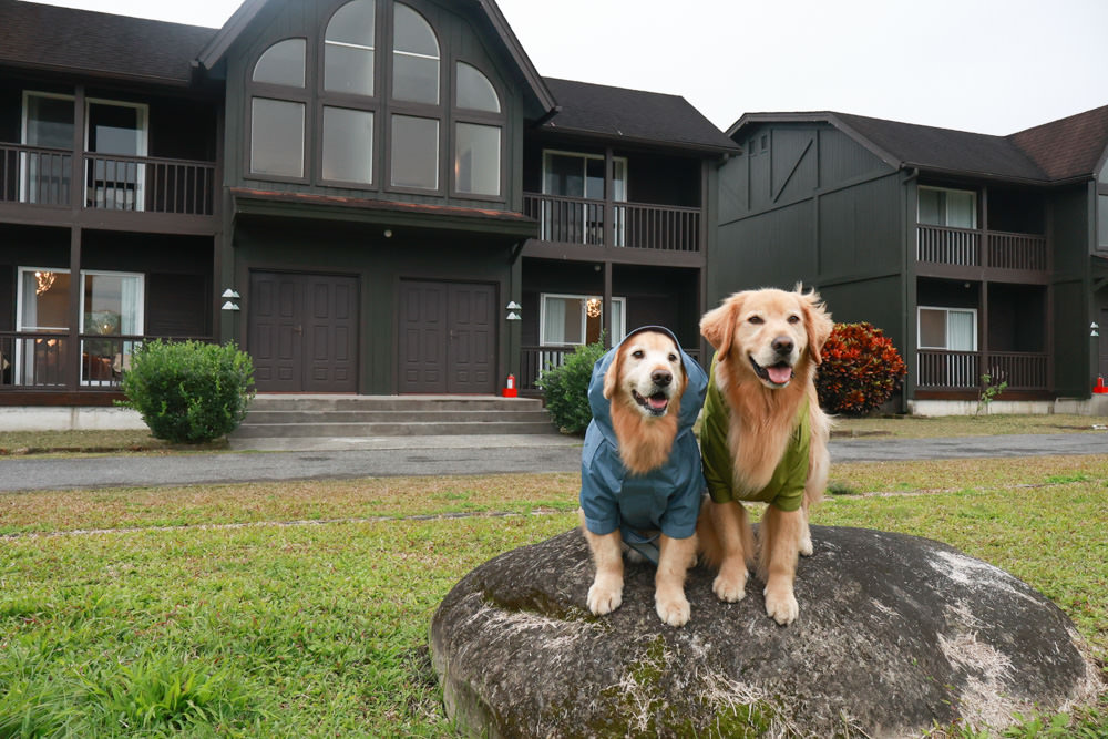 毛孩群島選品電商首推｜可調節防潑水魔術氈雨衣。讓你的毛孩時髦出行、方便快速穿脫、雨天出門保持乾淨清爽