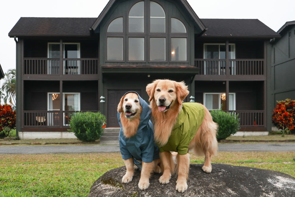 毛孩群島選品電商首推｜可調節防潑水魔術氈雨衣。讓你的毛孩時髦出行、方便快速穿脫、雨天出門保持乾淨清爽