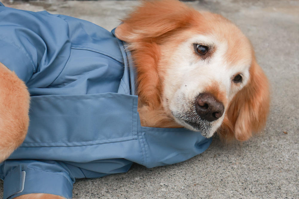 毛孩群島選品電商首推｜可調節防潑水魔術氈雨衣。讓你的毛孩時髦出行、方便快速穿脫、雨天出門保持乾淨清爽