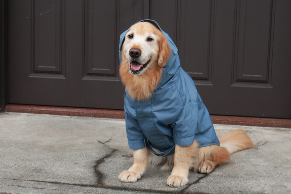 毛孩群島選品電商首推｜可調節防潑水魔術氈雨衣。讓你的毛孩時髦出行、方便快速穿脫、雨天出門保持乾淨清爽
