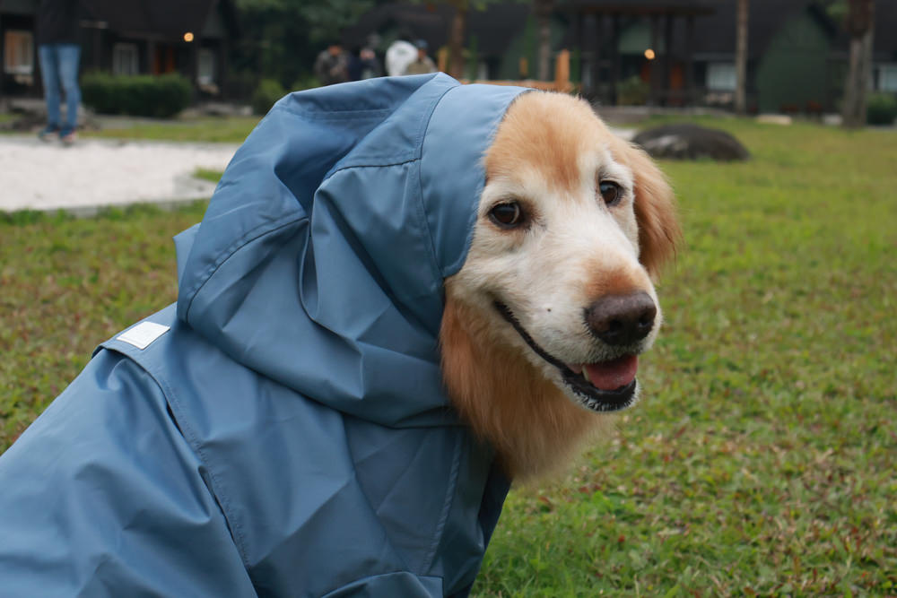 毛孩群島選品電商首推｜可調節防潑水魔術氈雨衣。讓你的毛孩時髦出行、方便快速穿脫、雨天出門保持乾淨清爽