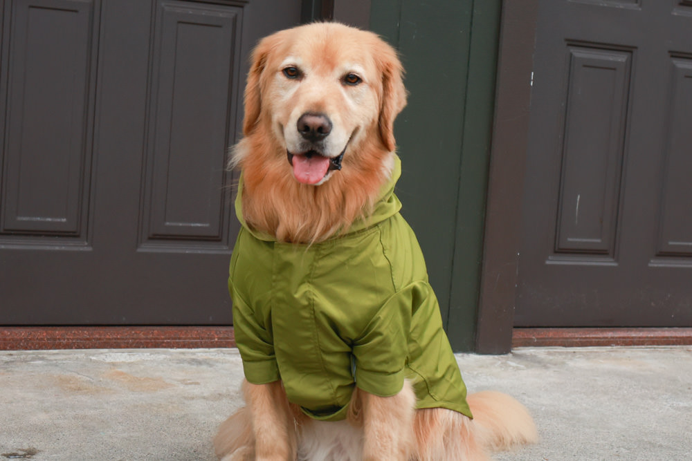 毛孩群島選品電商首推｜可調節防潑水魔術氈雨衣。讓你的毛孩時髦出行、方便快速穿脫、雨天出門保持乾淨清爽