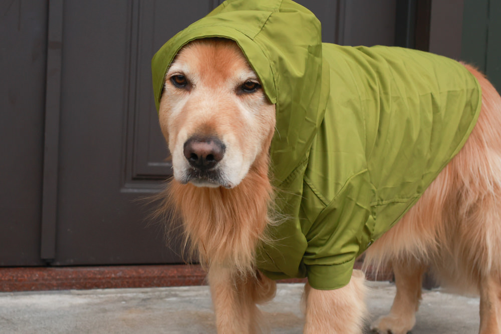 毛孩群島選品電商首推｜可調節防潑水魔術氈雨衣。讓你的毛孩時髦出行、方便快速穿脫、雨天出門保持乾淨清爽