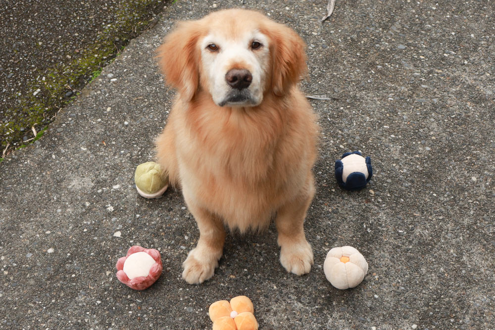 毛孩群島選品電商首推｜可調節防潑水魔術氈雨衣。讓你的毛孩時髦出行、方便快速穿脫、雨天出門保持乾淨清爽