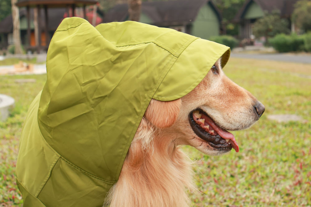 毛孩群島選品電商首推｜可調節防潑水魔術氈雨衣。讓你的毛孩時髦出行、方便快速穿脫、雨天出門保持乾淨清爽