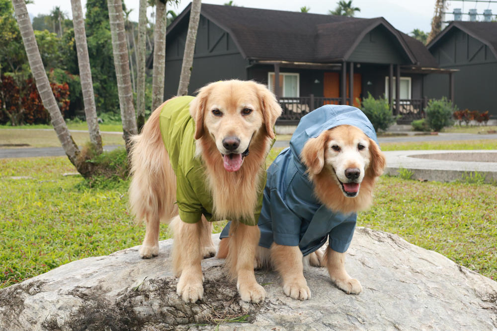 毛孩群島選品電商首推｜可調節防潑水魔術氈雨衣。讓你的毛孩時髦出行、方便快速穿脫、雨天出門保持乾淨清爽