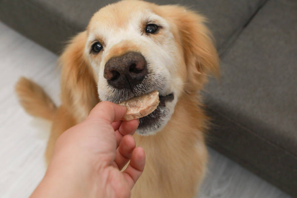寵物零食、寵物凍乾推薦|Petty Man佳倍讚JERKY天然手作寵物肉乾、犬用鮮肉凍乾。100%天然原料、原肉製作 - 第6張圖 寵物零食、寵物凍乾推薦|Petty Man佳倍讚JERKY天然手作寵物肉乾、犬用鮮肉凍乾。100%天然原料、原肉製作