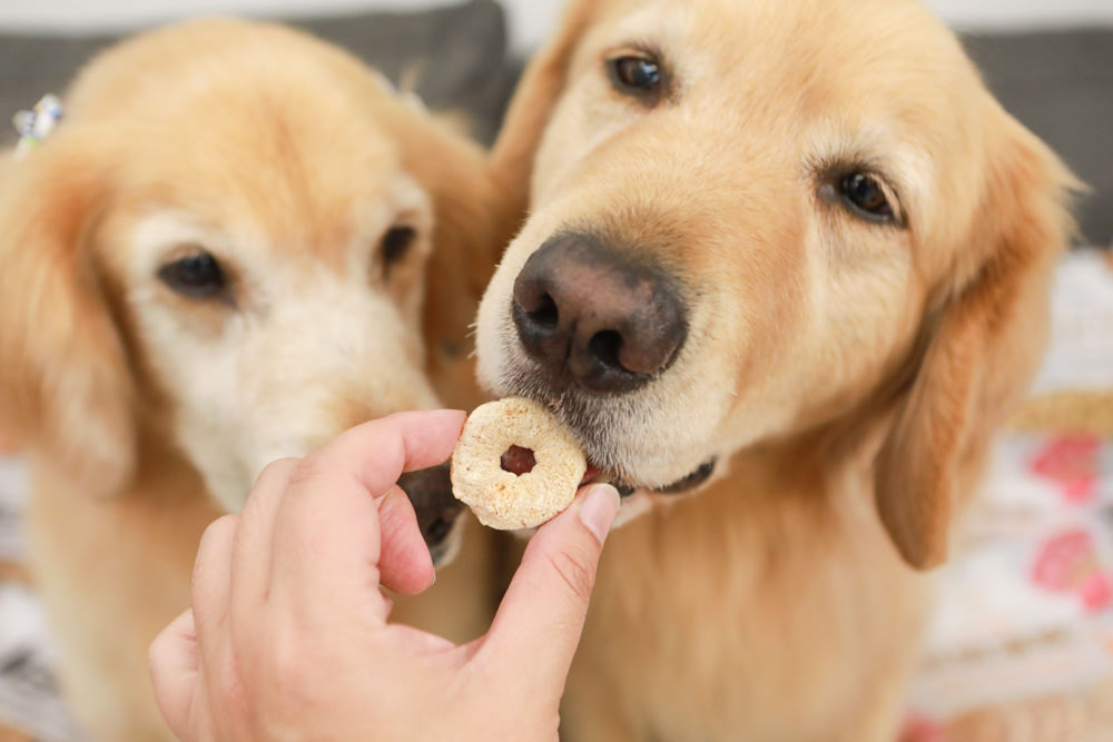 寵物零食、寵物凍乾推薦|Petty Man佳倍讚JERKY天然手作寵物肉乾、犬用鮮肉凍乾。100%天然原料、原肉製作 - 第27張圖 寵物零食、寵物凍乾推薦|Petty Man佳倍讚JERKY天然手作寵物肉乾、犬用鮮肉凍乾。100%天然原料、原肉製作