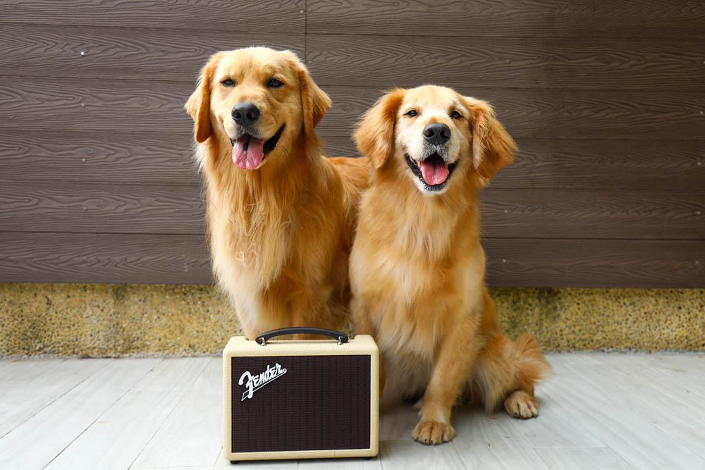 Fender Indio 無線藍牙喇叭 |美式搖滾復刻藍牙音響、實用性兼具經典復古時尚外型、攜帶方便、 - 第23張圖 Fender Indio 無線藍牙喇叭 |美式搖滾復刻藍牙音響、實用性兼具經典復古時尚外型、攜帶方便、