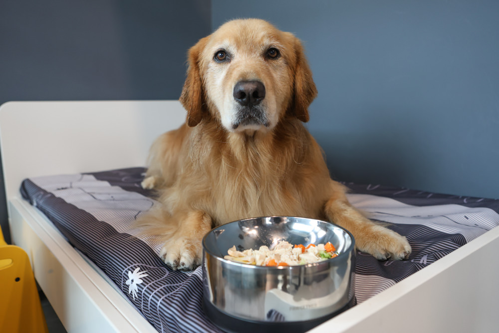 寵小到大PawGether寵物智能飲水器、二合一不鏽鋼餵食碗、魔力愛心按摩梳、寵物多功能隨行杯 - 第37張圖 寵小到大PawGether寵物智能飲水器、二合一不鏽鋼餵食碗、魔力愛心按摩梳、寵物多功能隨行杯