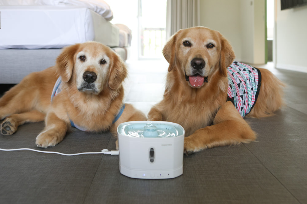 寵小到大PawGether寵物智能飲水器、二合一不鏽鋼餵食碗、魔力愛心按摩梳、寵物多功能隨行杯 - 第3張圖 寵小到大PawGether寵物智能飲水器、二合一不鏽鋼餵食碗、魔力愛心按摩梳、寵物多功能隨行杯