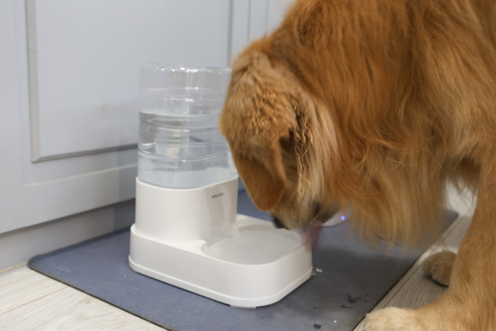 寵小到大PawGether寵物智能飲水器、二合一不鏽鋼餵食碗、魔力愛心按摩梳、寵物多功能隨行杯 - 第30張圖 寵小到大PawGether寵物智能飲水器、二合一不鏽鋼餵食碗、魔力愛心按摩梳、寵物多功能隨行杯