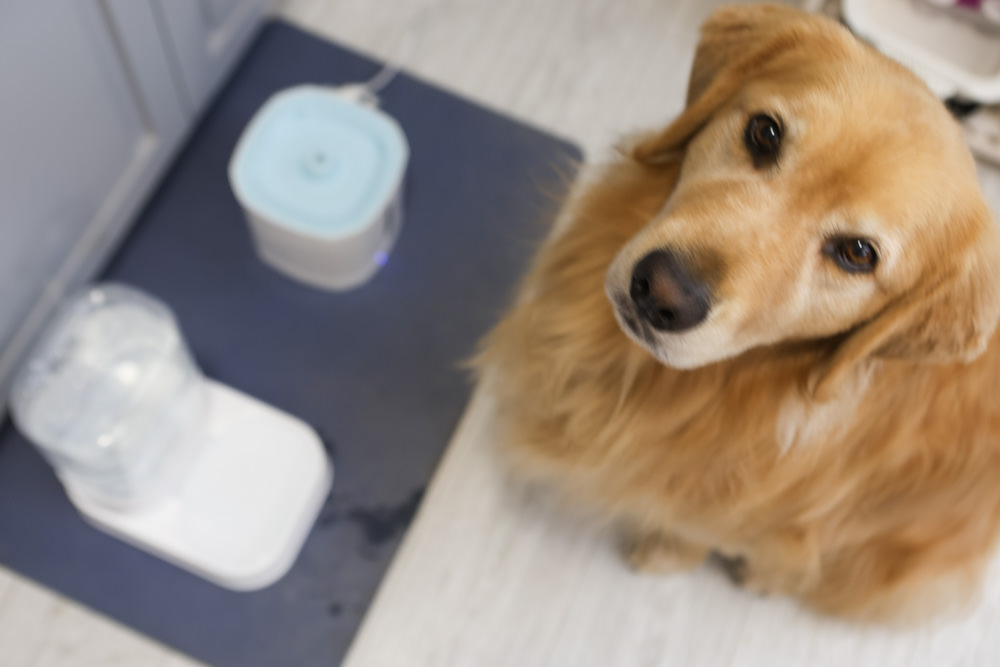 寵小到大PawGether寵物智能飲水器、二合一不鏽鋼餵食碗、魔力愛心按摩梳、寵物多功能隨行杯 - 第36張圖 寵小到大PawGether寵物智能飲水器、二合一不鏽鋼餵食碗、魔力愛心按摩梳、寵物多功能隨行杯