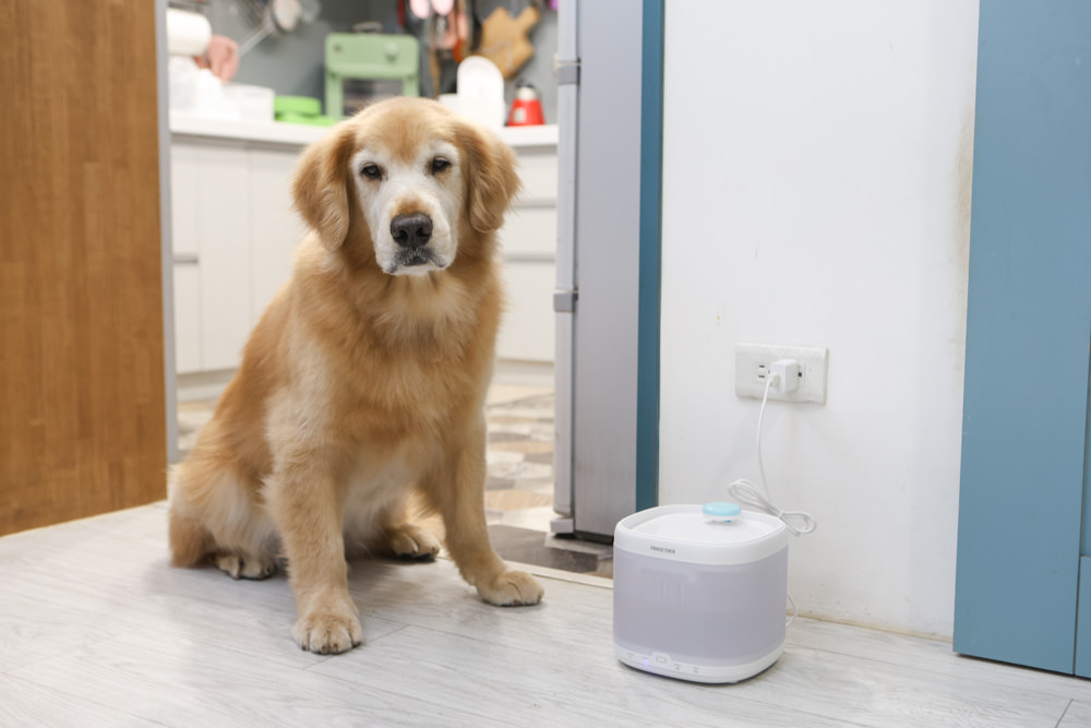 寵小到大PawGether寵物智能飲水器、二合一不鏽鋼餵食碗、魔力愛心按摩梳、寵物多功能隨行杯 - 第20張圖 寵小到大PawGether寵物智能飲水器、二合一不鏽鋼餵食碗、魔力愛心按摩梳、寵物多功能隨行杯