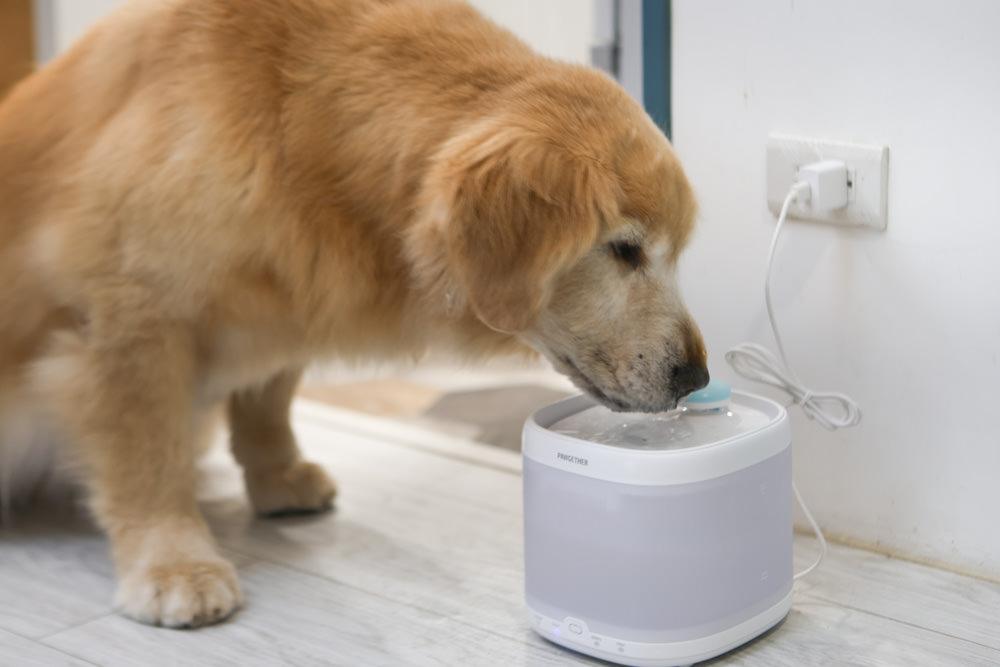 寵小到大PawGether寵物智能飲水器、二合一不鏽鋼餵食碗、魔力愛心按摩梳、寵物多功能隨行杯 - 第28張圖 寵小到大PawGether寵物智能飲水器、二合一不鏽鋼餵食碗、魔力愛心按摩梳、寵物多功能隨行杯