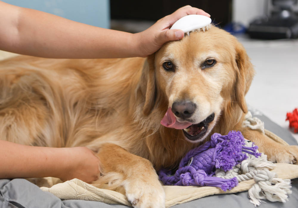 寵小到大PawGether寵物智能飲水器、二合一不鏽鋼餵食碗、魔力愛心按摩梳、寵物多功能隨行杯 - 第43張圖 寵小到大PawGether寵物智能飲水器、二合一不鏽鋼餵食碗、魔力愛心按摩梳、寵物多功能隨行杯