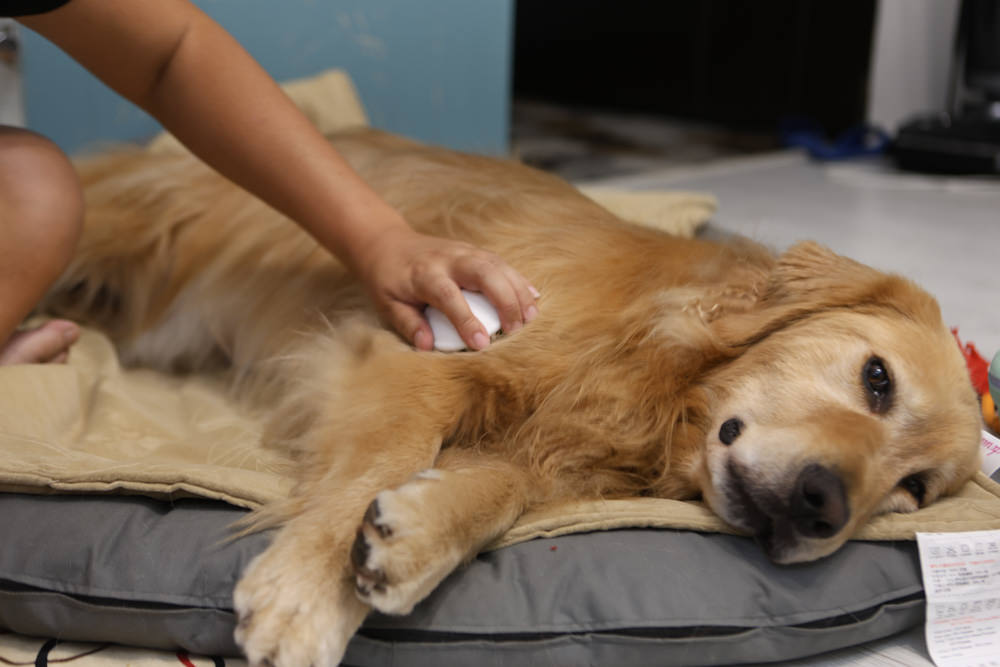 寵小到大PawGether寵物智能飲水器、二合一不鏽鋼餵食碗、魔力愛心按摩梳、寵物多功能隨行杯 - 第46張圖 寵小到大PawGether寵物智能飲水器、二合一不鏽鋼餵食碗、魔力愛心按摩梳、寵物多功能隨行杯