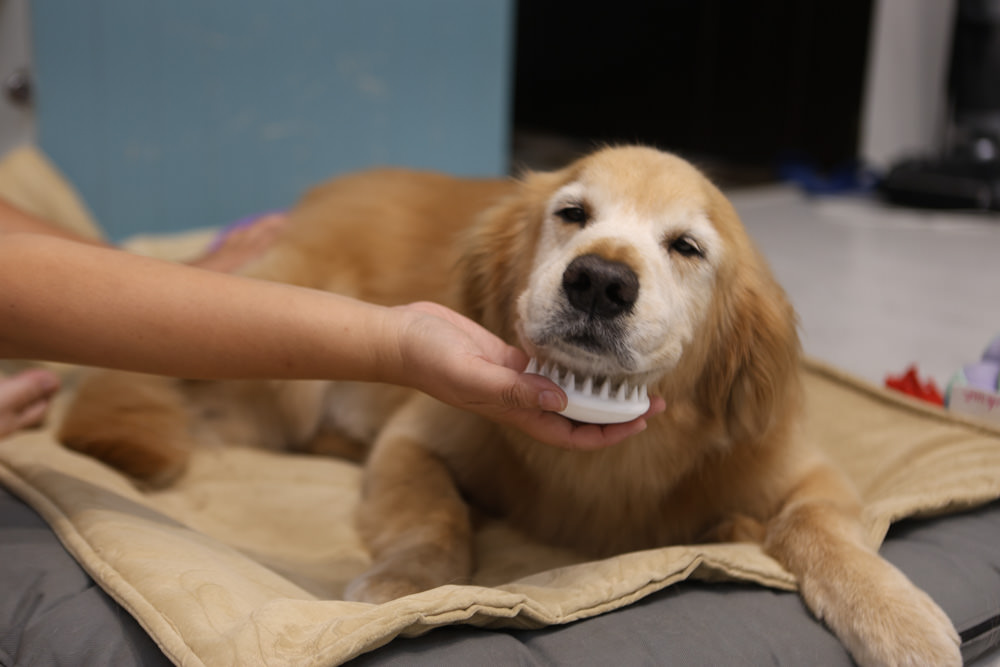 寵小到大PawGether寵物智能飲水器、二合一不鏽鋼餵食碗、魔力愛心按摩梳、寵物多功能隨行杯 - 第47張圖 寵小到大PawGether寵物智能飲水器、二合一不鏽鋼餵食碗、魔力愛心按摩梳、寵物多功能隨行杯