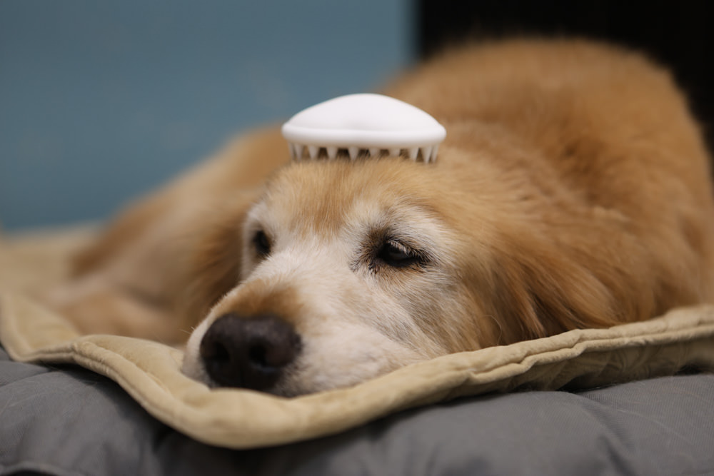 寵小到大PawGether寵物智能飲水器、二合一不鏽鋼餵食碗、魔力愛心按摩梳、寵物多功能隨行杯 - 第44張圖 寵小到大PawGether寵物智能飲水器、二合一不鏽鋼餵食碗、魔力愛心按摩梳、寵物多功能隨行杯