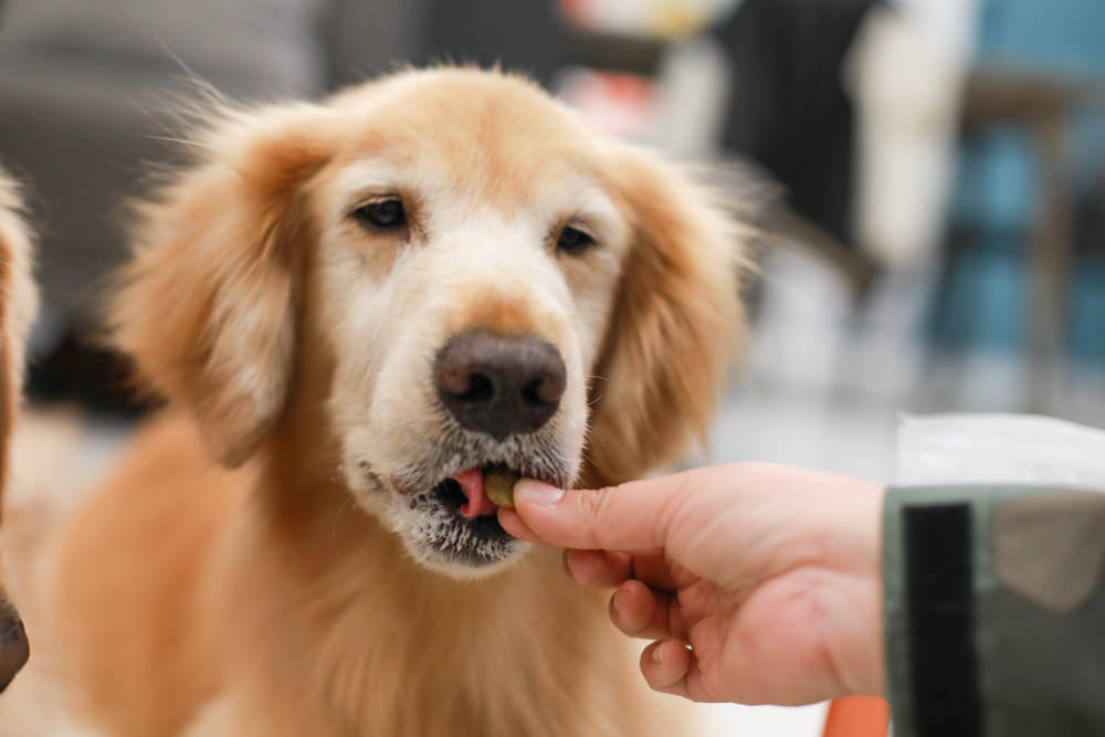 Nutrience紐崔斯CARE+系列 頂級無穀處方犬糧|WDJ+DFA雙認證、情緒安穩、皮膚及腸胃、口腔護理、體重控制 - 第13張圖 Nutrience紐崔斯CARE+系列 頂級無穀處方犬糧|WDJ+DFA雙認證、情緒安穩、皮膚及腸胃、口腔護理、體重控制