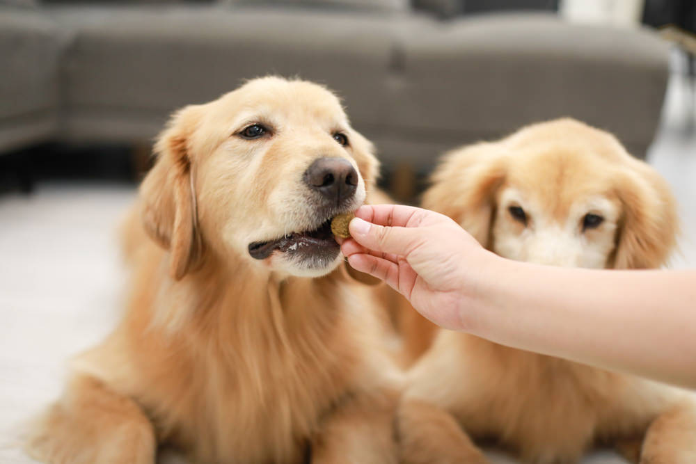 Nutrience紐崔斯CARE+系列 頂級無穀處方犬糧|WDJ+DFA雙認證、情緒安穩、皮膚及腸胃、口腔護理、體重控制 - 第21張圖 Nutrience紐崔斯CARE+系列 頂級無穀處方犬糧|WDJ+DFA雙認證、情緒安穩、皮膚及腸胃、口腔護理、體重控制