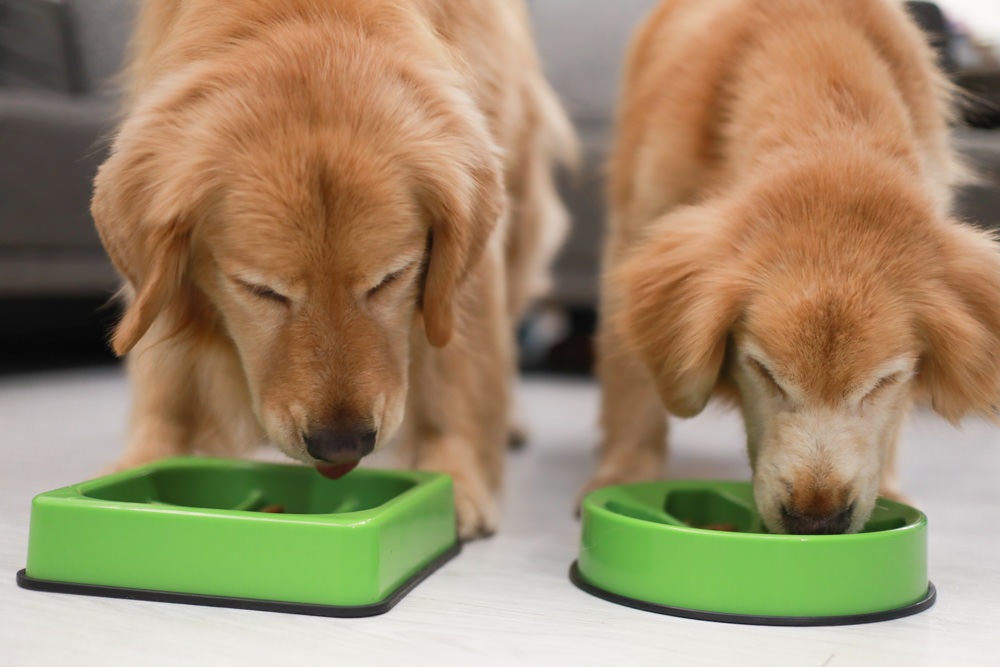 Nutrience紐崔斯CARE+系列 頂級無穀處方犬糧|WDJ+DFA雙認證、情緒安穩、皮膚及腸胃、口腔護理、體重控制 - 第22張圖 Nutrience紐崔斯CARE+系列 頂級無穀處方犬糧|WDJ+DFA雙認證、情緒安穩、皮膚及腸胃、口腔護理、體重控制