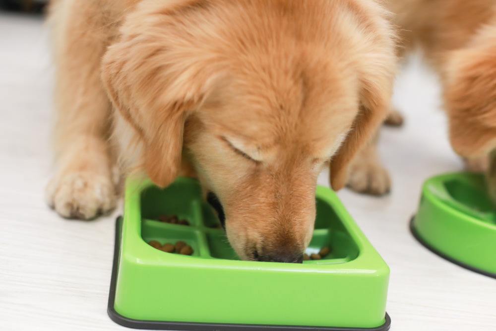 Nutrience紐崔斯CARE+系列 頂級無穀處方犬糧|WDJ+DFA雙認證、情緒安穩、皮膚及腸胃、口腔護理、體重控制 - 第23張圖 Nutrience紐崔斯CARE+系列 頂級無穀處方犬糧|WDJ+DFA雙認證、情緒安穩、皮膚及腸胃、口腔護理、體重控制