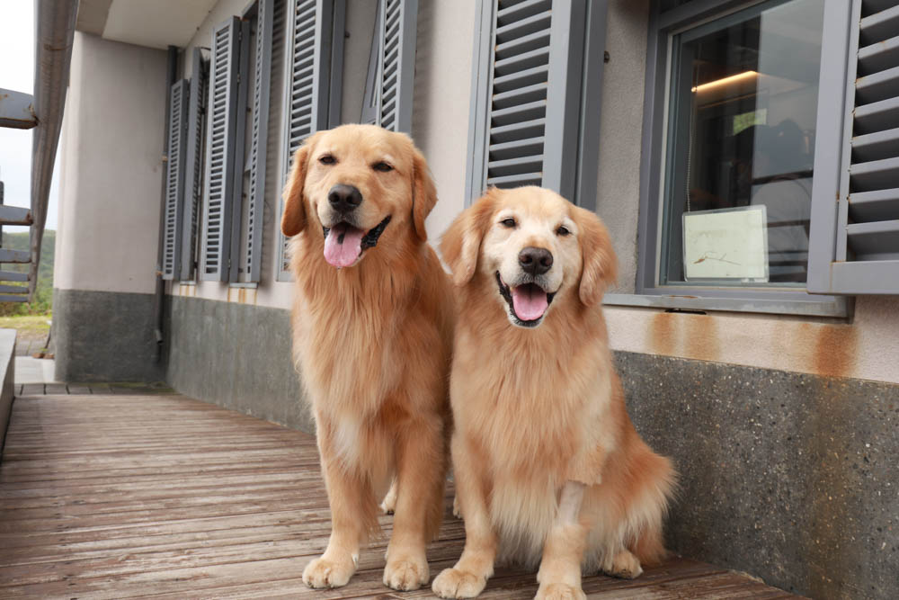 新北貢寮美食|馬崗哨所。東北角寵物友善餐廳、海巡哨所化身景觀咖啡廳、無敵海景、假日限定鮑魚魯肉飯 - 第12張圖 新北貢寮美食|馬崗哨所。東北角寵物友善餐廳、海巡哨所化身景觀咖啡廳、無敵海景、假日限定鮑魚魯肉飯
