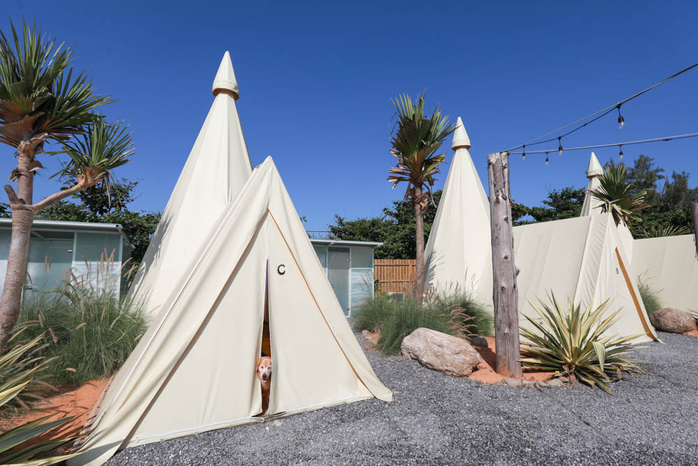 花蓮懶人露營|高巢休閒農場。寵物友善、一泊二食免裝備豪華露營、必玩超刺激沙灘車 - 第6張圖 花蓮懶人露營|高巢休閒農場。寵物友善、一泊二食免裝備豪華露營、必玩超刺激沙灘車