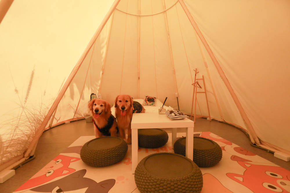 花蓮懶人露營|高巢休閒農場。寵物友善、一泊二食免裝備豪華露營、必玩超刺激沙灘車 - 第8張圖 花蓮懶人露營|高巢休閒農場。寵物友善、一泊二食免裝備豪華露營、必玩超刺激沙灘車