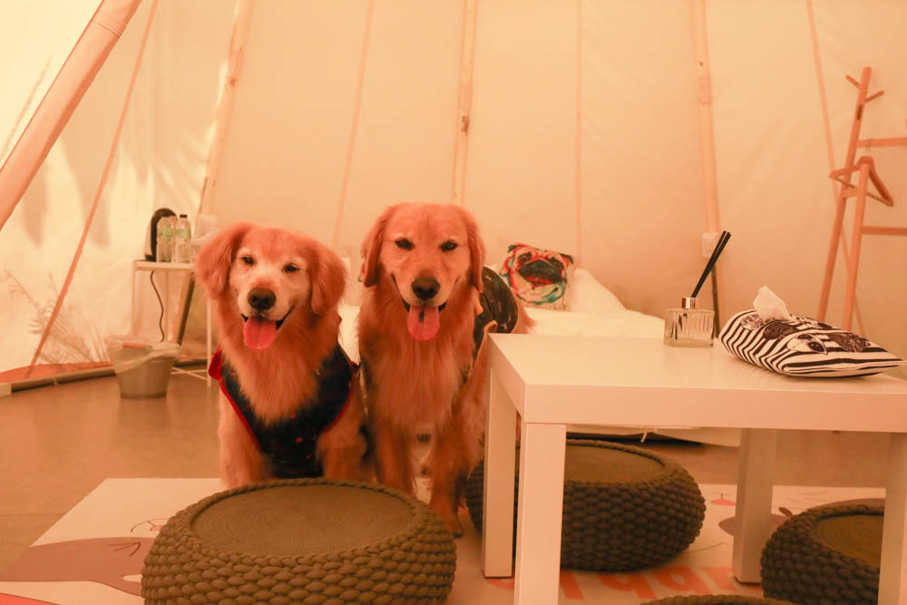 花蓮懶人露營|高巢休閒農場。寵物友善、一泊二食免裝備豪華露營、必玩超刺激沙灘車 - 第9張圖 花蓮懶人露營|高巢休閒農場。寵物友善、一泊二食免裝備豪華露營、必玩超刺激沙灘車